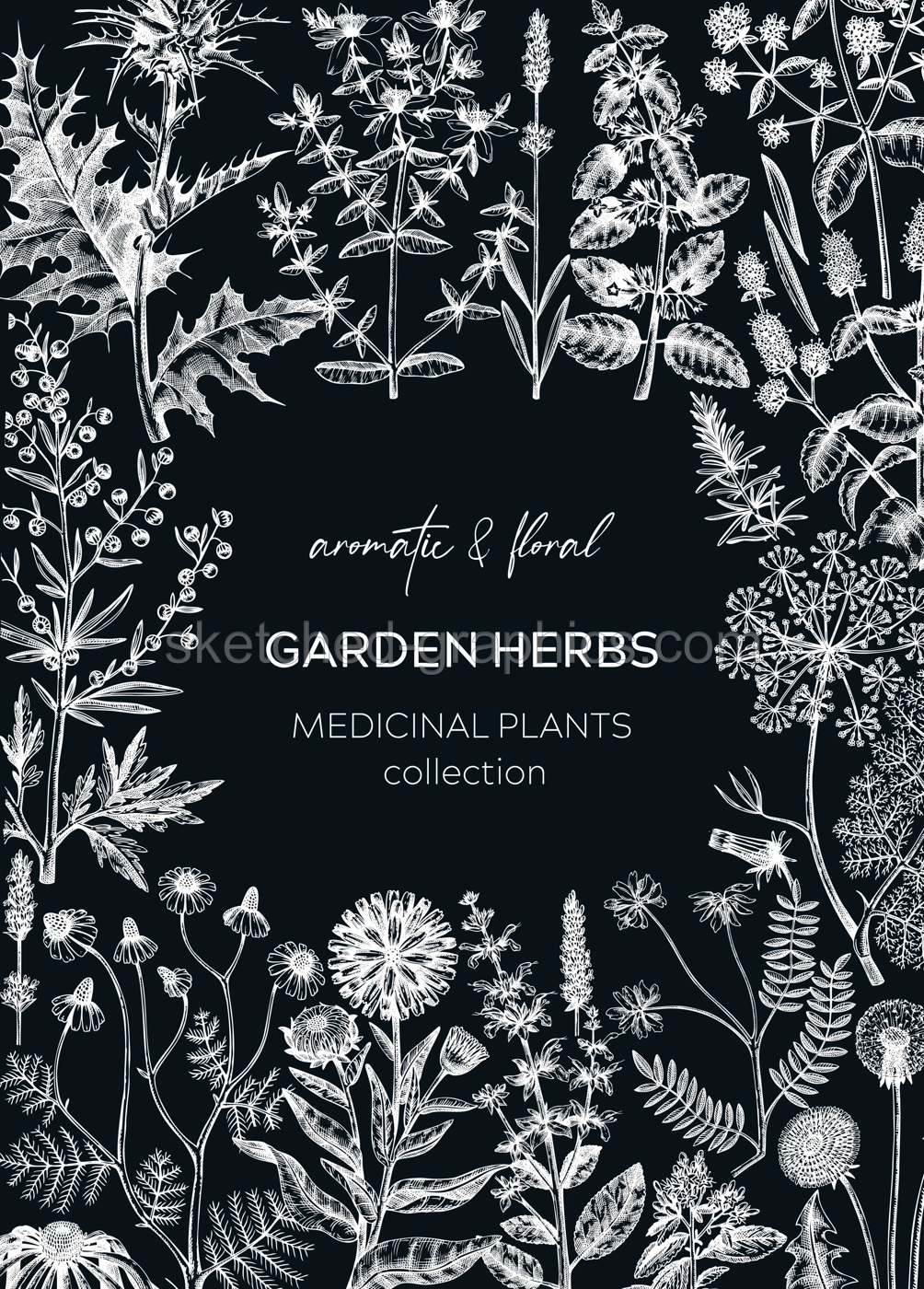 Vintage herbs card design on chalkboard. Aromatic plants frame. Herbal tea ingredients. Botanical design with hand drawn medicinal herbs for cosmetics or herbal medicine Illustration